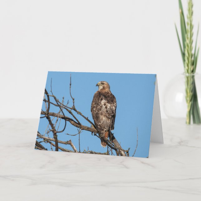 Cartão Blank Greeting card Hawk (Frente)