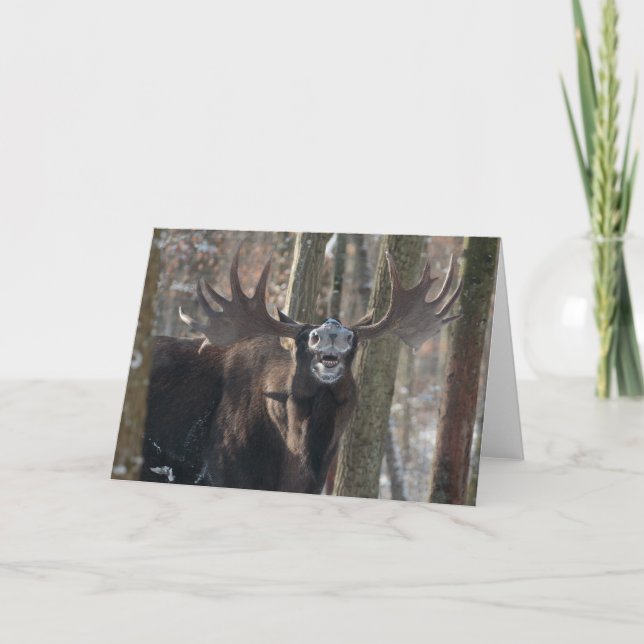 Cartão Blank Greeting Card: Laughing Moose (Frente)