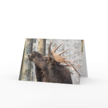 Blank Greeting Card: Moose King
