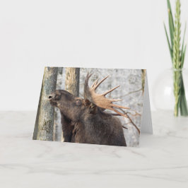 Cartão Blank Greeting Card: Moose King
