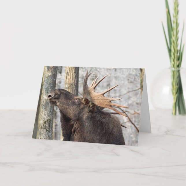 Cartão Blank Greeting Card: Moose King (Frente)