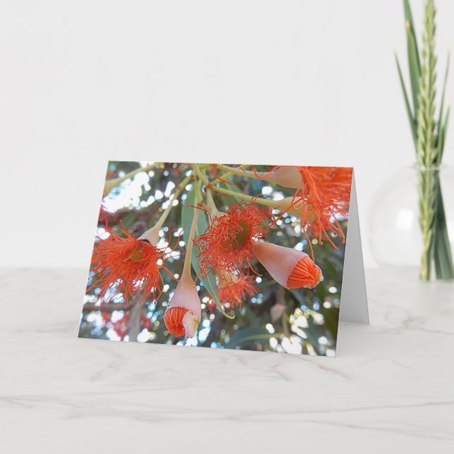 Cartão Blank Greeting Card - Orange Gum Tree Flowers (Frente)