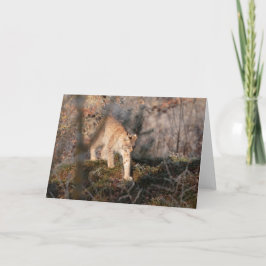 Cartão Blank Greeting Card: Prowling Lynx