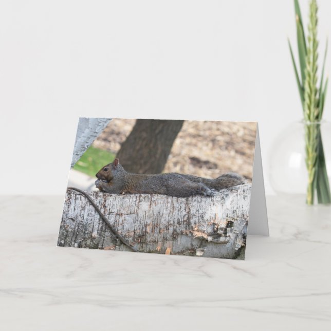 Cartão Blank Greeting Card Squirrel (Frente)