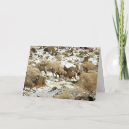 Cartão Blank Greeting Card with Big Horned Sheep photo