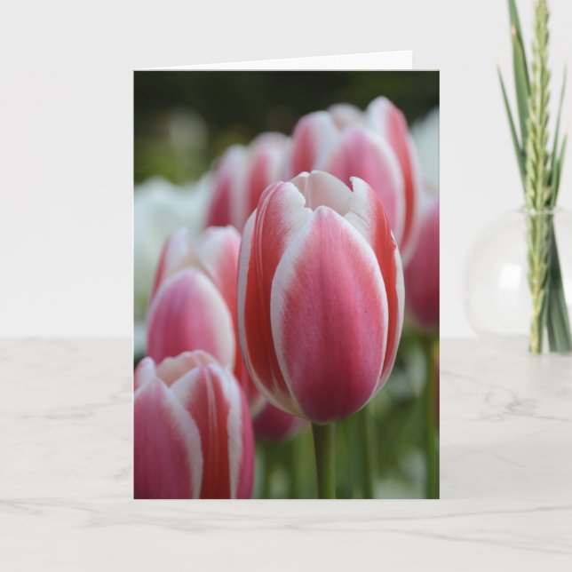 Cartão Blank Greeting Card with Pink Tulips (Frente)