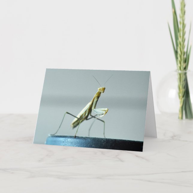 Cartão Blank greeting card with Praying Mantis photo (Frente)