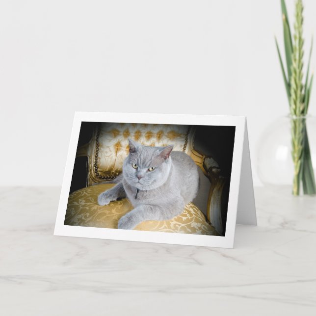 Cartão Blank Greetings Card: Grumpy Grey Cat! (Frente)