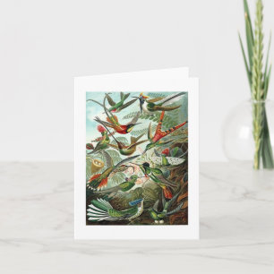 Cartão Blank Haeckel Nature Study Card