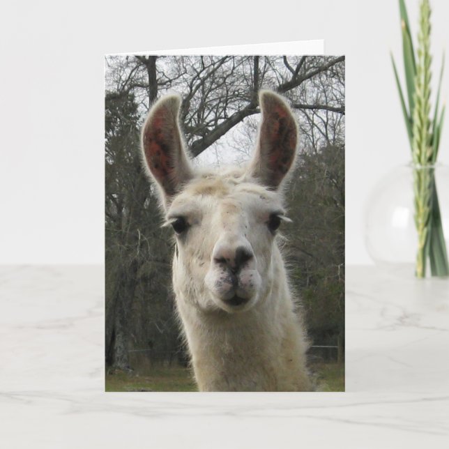Cartão Blank Llama Greeting Card (Frente)
