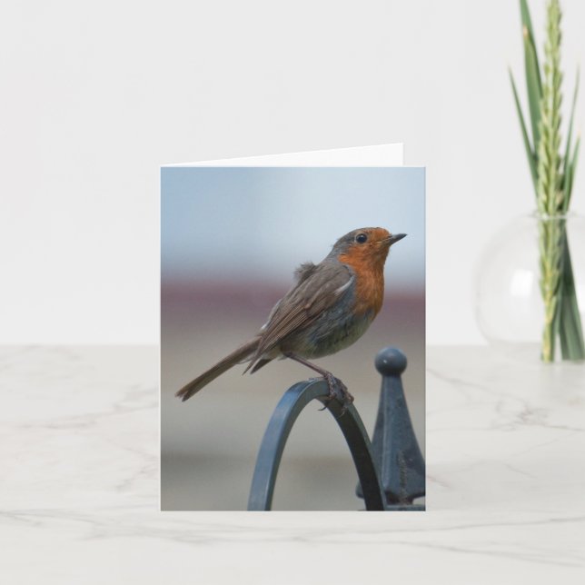 Cartão Blank Notecard with British Robin (Frente)
