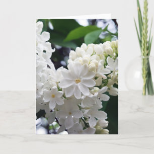 Cartão Blank White Lilac