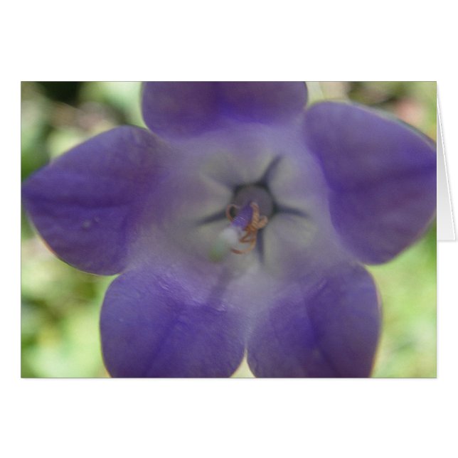 Cartão Blaue Glockenblume, Grusskarte (Frente Horizontal)