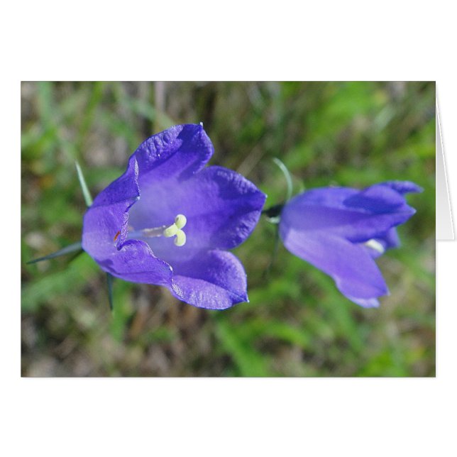 Cartão Blaues Glockenblumenpaar, Grusskarte, blanko (Frente Horizontal)