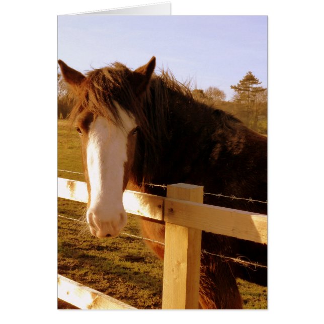 Cartão Blaze Branco Cavalo Gentil (Frente)