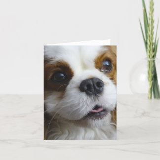 Cartão Blenheim Cavalier King Charles Blank Note Card