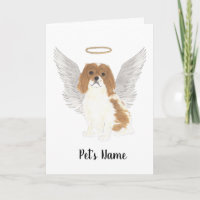 Blenheim Cavalier King Charles Spaniel Simpatia