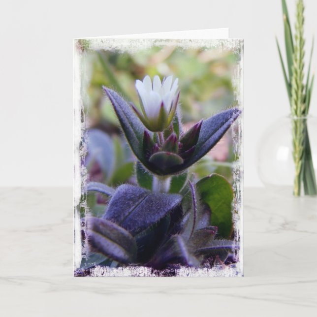 Cartão Bloom (Frente)