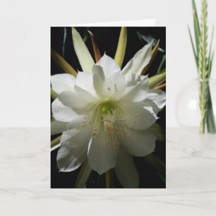 Cartão Bloom Cactus
