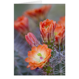 Cartão Bloom em Laranja