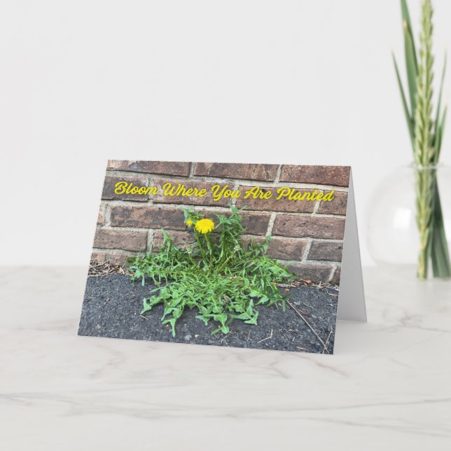 Cartão Bloom Onde Você Está Plantado Foto De Dandelion (Frente)