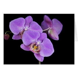 Cartão Blooms exóticos