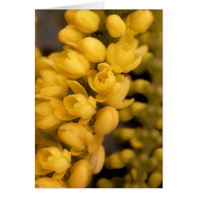 Cartão Blossomas Amarelos minúsculos (Frente)