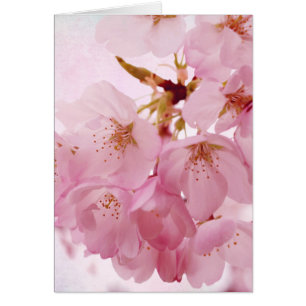 Cartão Blossomas de Cereja Cor-de-Rosa Suave