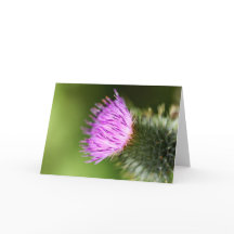 Blossomas de Cereja Rosa Duplo em Primavera de Boa