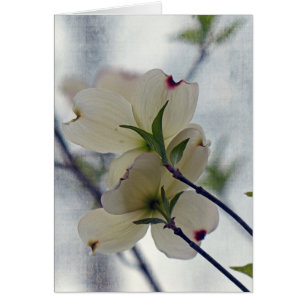 Cartão Blossomas de Dogwood