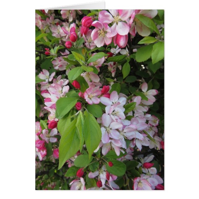 Cartão Blossomas de Maçã (Frente)