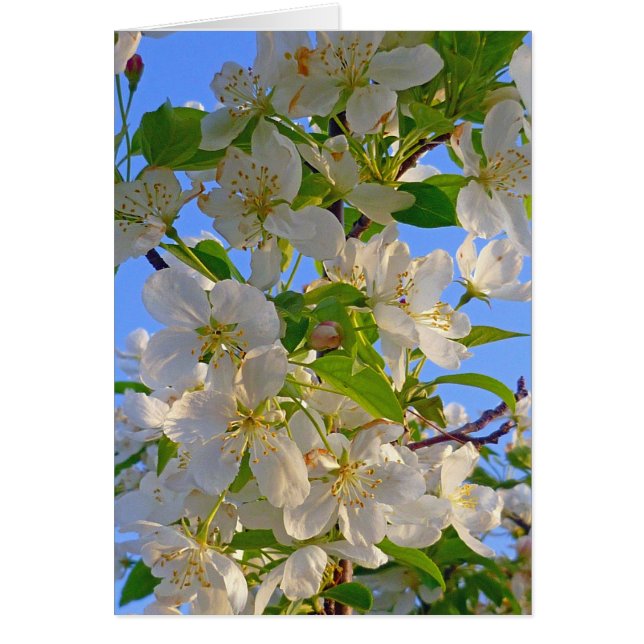 Cartão Blossomas de Maçã (Frente)