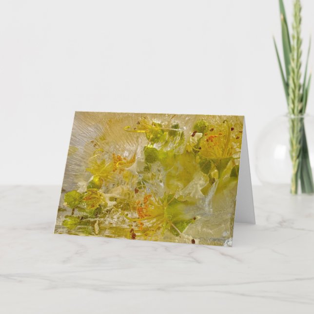 Cartão Blossomas Forçados, (Frente)