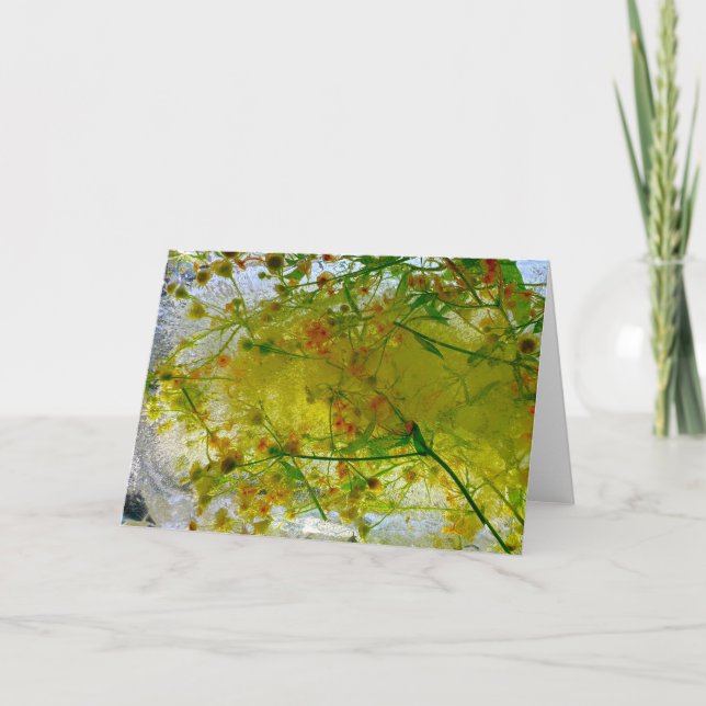 Cartão Blossomas Forçados, (Frente)