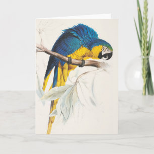 Cartão Blue and Yellow Macaw Greeting Card