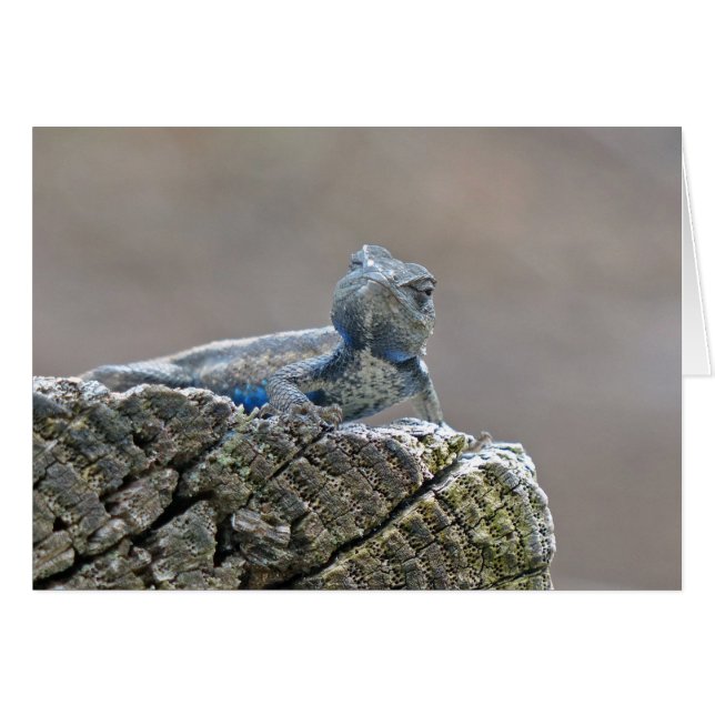 Cartão Blue Belly Alligator Lizard (Frente Horizontal)