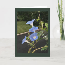 Cartão Blue Cascade Morning Glory Blank 