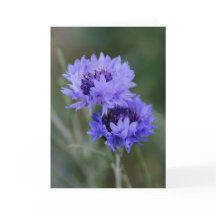 Blue Cornflowers