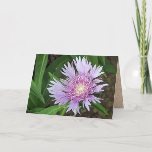 Cartão "Blue Danúbio" estica a ventosa do Aster