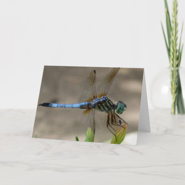 Cartão Blue Dragonfly Notecard (Frente)