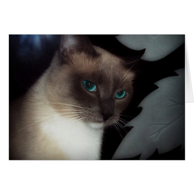 CARTÃO BLUE EYE BELLA (Frente Horizontal)