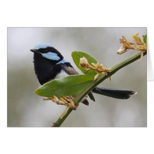 Cartão Blue Fairy Wren