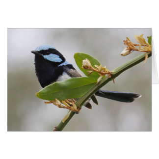 Cartão Blue Fairy Wren