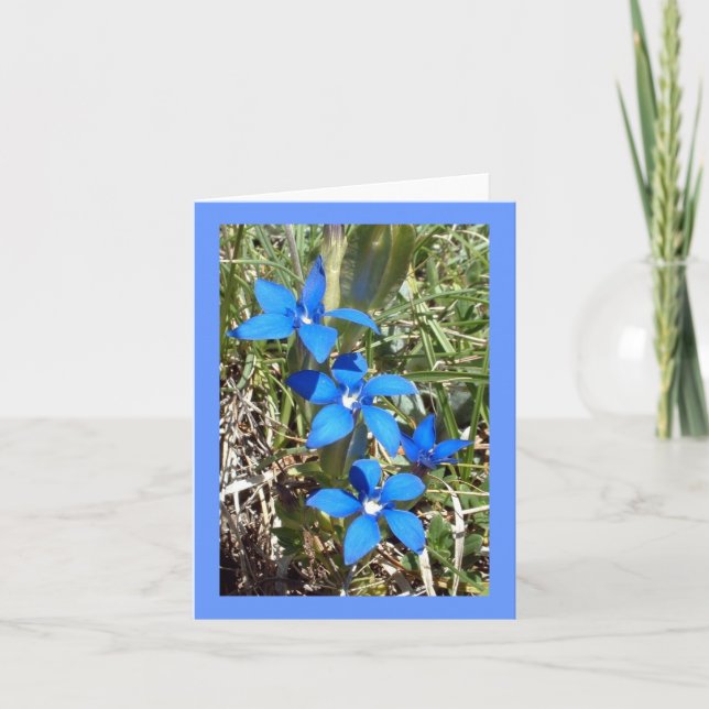 Cartão Blue Gentian Alpine Flower -- Greetings card (Frente)