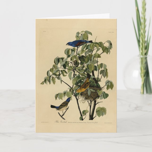 Cartão Blue Grosbeak das Aves da América de Audubon (Frente)