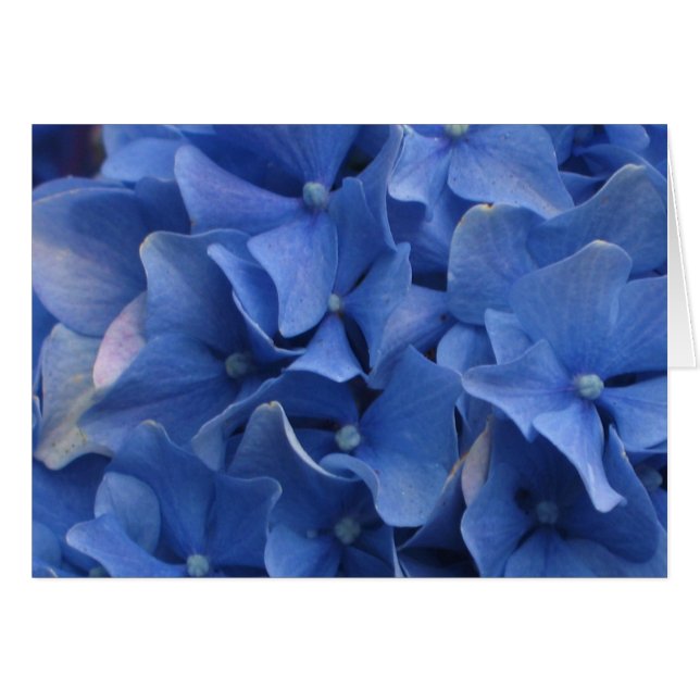 Cartão Blue Hydrangeas (Frente Horizontal)