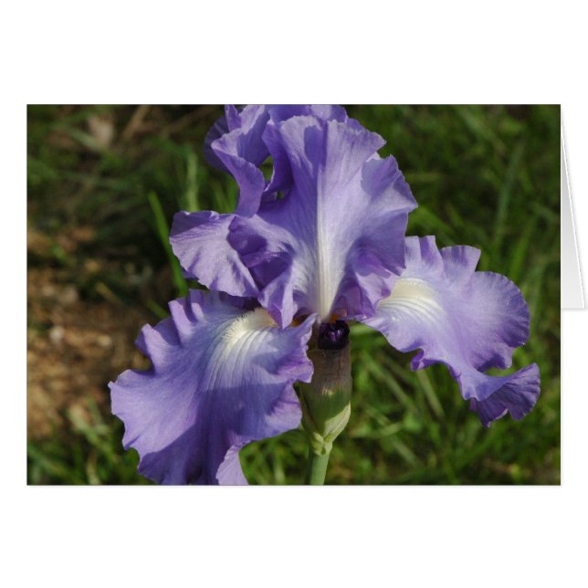 Cartão Blue Iris (Frente Horizontal)