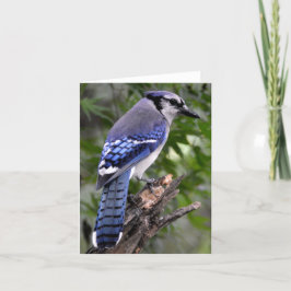 Cartão Blue Jay