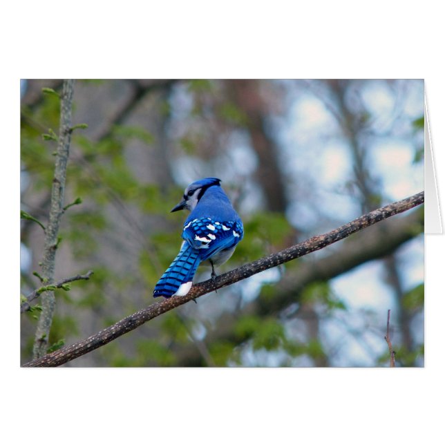 Cartão Blue Jay (Frente Horizontal)
