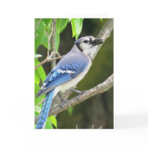 Blue Jay